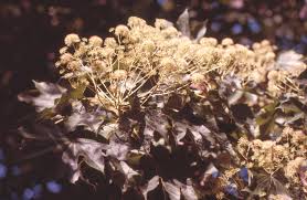 Attēlu rezultāti vaicājumam “Kalopanax septemlobus fruit”