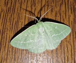 Attēlu rezultāti vaicājumam “Thetidia smaragdaria”