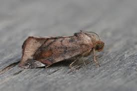 Attēlu rezultāti vaicājumam “Cosmia pyralina”