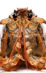 Image result for Homarus americanus