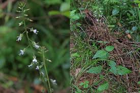 Attēlu rezultāti vaicājumam “Circaea lutetiana”