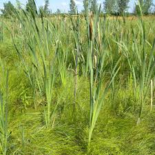 Attēlu rezultāti vaicājumam “Typha latifolia leaf”