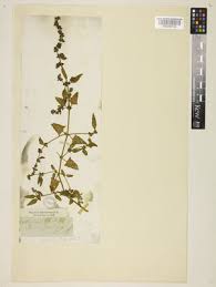 Attēlu rezultāti vaicājumam “Atriplex calotheca”