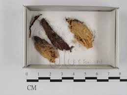 Attēlu rezultāti vaicājumam “Collaria arcyrionema”