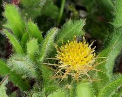 Image result for Cnicus benedictus