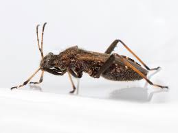 Attēlu rezultāti vaicājumam “Alydus calcaratus imago”