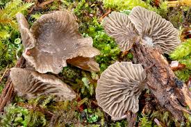 Attēlu rezultāti vaicājumam “Didymium tussilaginis sessile”