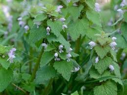 Attēlu rezultāti vaicājumam “Lamium purpureum leaf”