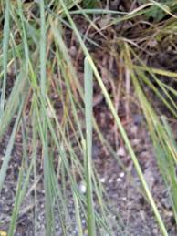 Attēlu rezultāti vaicājumam “Elytrigia repens leaf”