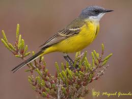 Attēlu rezultāti vaicājumam “Motacilla flava flava”