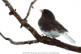 Image result for Junco hyemalis