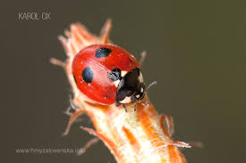 Attēlu rezultāti vaicājumam “Coccinella quinquepunctata”