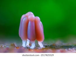 Attēlu rezultāti vaicājumam “Stemonitis fusca young”