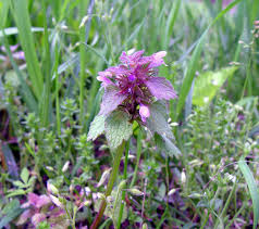Attēlu rezultāti vaicājumam “Lamium purpureum flower”