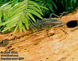 Attēlu rezultāti vaicājumam “Oxymirus cursor”