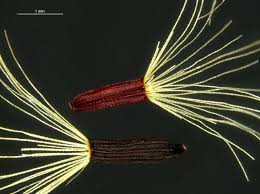 Attēlu rezultāti vaicājumam “Pilosella aurantiaca”