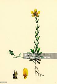 Attēlu rezultāti vaicājumam “Saxifraga hirculus”