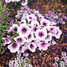 Image result for Petunia