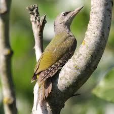 Attēlu rezultāti vaicājumam “Picus canus female”