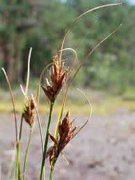 Attēlu rezultāti vaicājumam “Rhynchospora fusca”