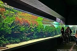 Znalezione obrazy dla zapytania takashi amano%