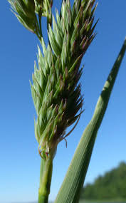 Attēlu rezultāti vaicājumam “Phalaroides arundinacea”