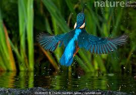 Attēlu rezultāti vaicājumam “Alcedo atthis adult”