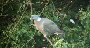 Image result for Columba palumbus