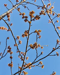 Attēlu rezultāti vaicājumam “Hamamelis vernalis bud”