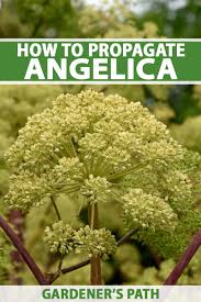 Image result for Angelica archangelica