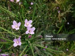 Attēlu rezultāti vaicājumam “Epilobium palustre”