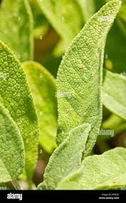 Attēlu rezultāti vaicājumam “Salvia officinalis leaf”