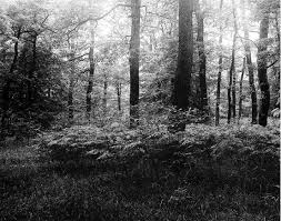 Attēlu rezultāti vaicājumam “Populus x lettland”