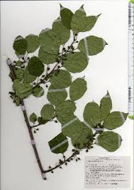 Attēlu rezultāti vaicājumam “Celastrus flagellaris”