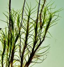 Attēlu rezultāti vaicājumam “Distichium capillaceum”