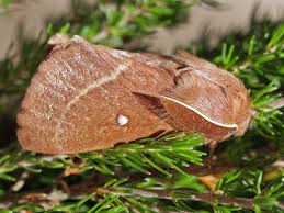 Attēlu rezultāti vaicājumam “Lasiocampa trifolii male”