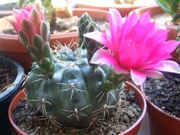 Image result for Gymnocalycium