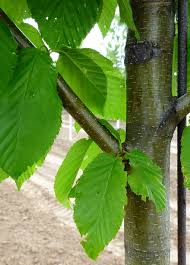 Attēlu rezultāti vaicājumam “Betula alleghaniensis”