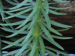 Attēlu rezultāti vaicājumam “Hippuridaceae”