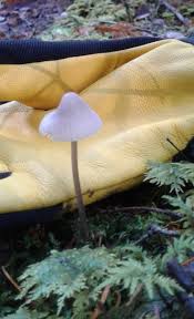 Attēlu rezultāti vaicājumam “Mycena purpureofusca”