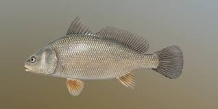 Image result for Aplodinotus grunniens