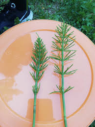 Attēlu rezultāti vaicājumam “Equisetum palustre”