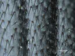 Attēlu rezultāti vaicājumam “Prionychus ater”