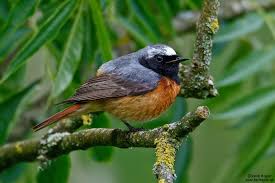 Attēlu rezultāti vaicājumam “Phoenicurus phoenicurus”