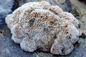 Attēlu rezultāti vaicājumam “Antrodia malicola”