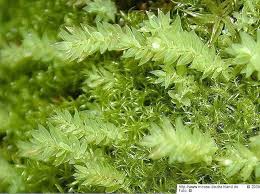 Attēlu rezultāti vaicājumam “Pohlia cruda”