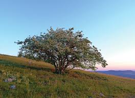 Attēlu rezultāti vaicājumam “Ochropsora ariae”