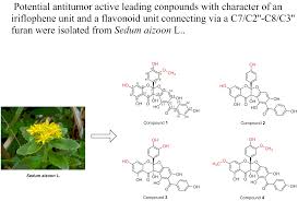 Attēlu rezultāti vaicājumam “Sedum aizoon fruit”