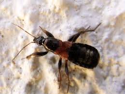 Attēlu rezultāti vaicājumam “Nabidae”