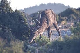 Attēlu rezultāti vaicājumam “Cervus elaphus”